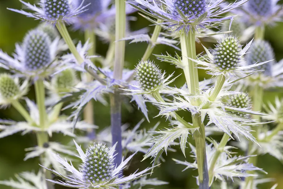 Eryngium x zabelii 'Big Blue'