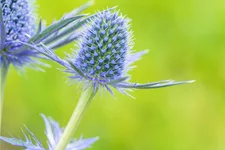 Eryngium x zabelii 'Big Blue'