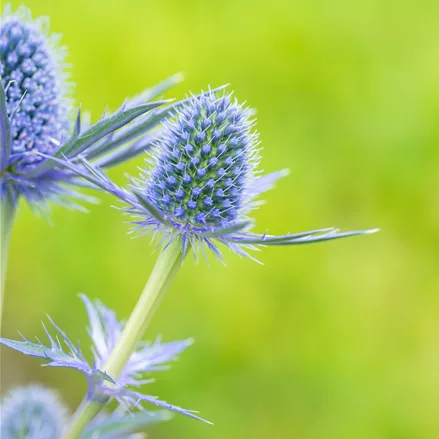 Eryngium x zabelii 'Big Blue'