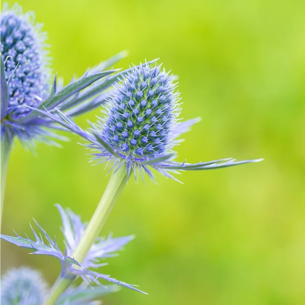 Eryngium x zabelii 'Big Blue'