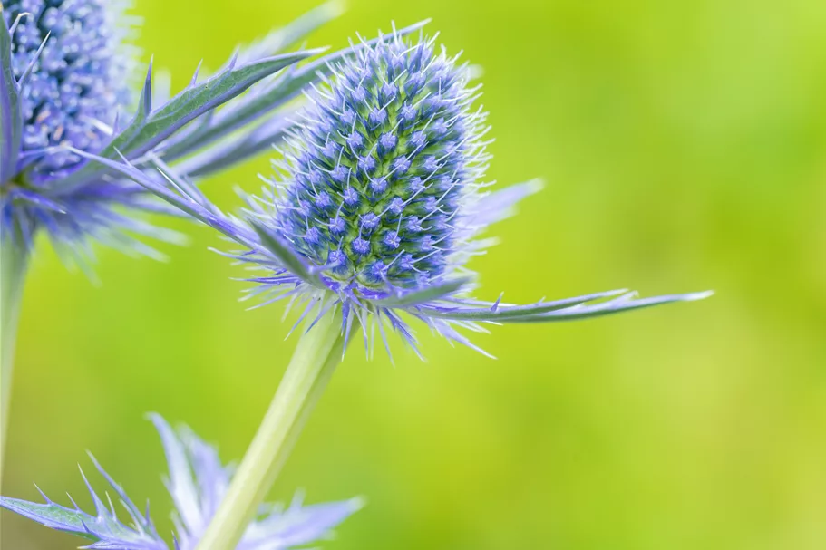 Eryngium x zabelii 'Big Blue'