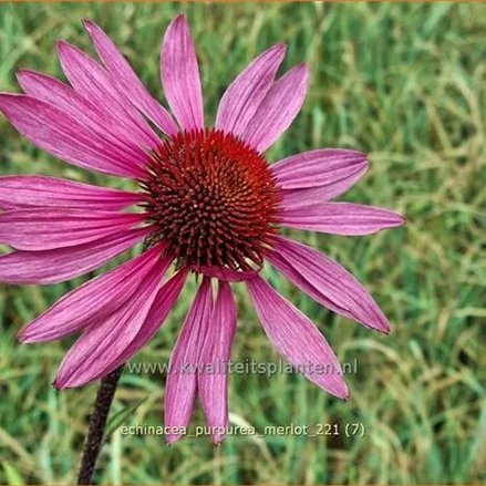 Echinacea purpurea 'Merlot'