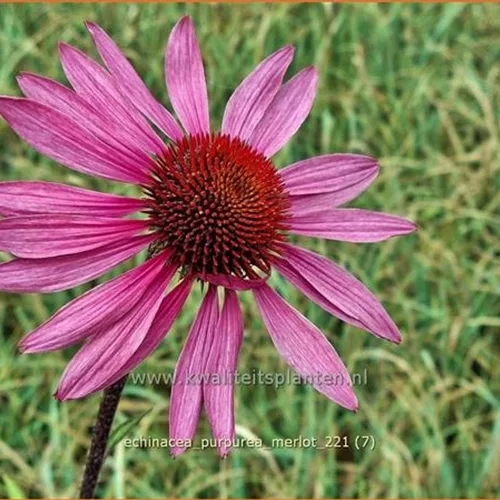 Echinacea purpurea 'Merlot'