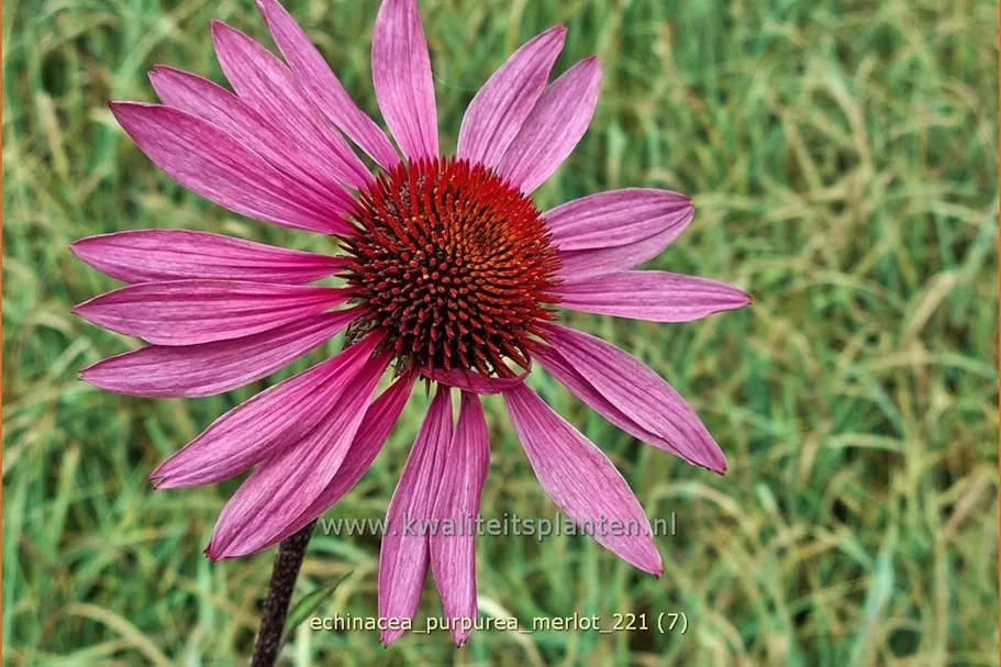 Echinacea purpurea 'Merlot'