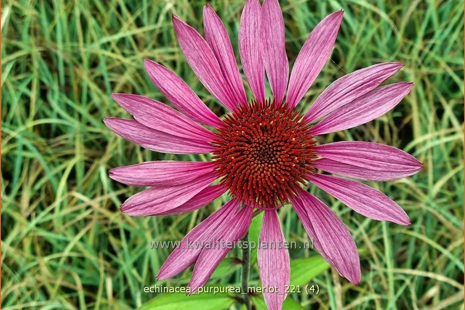 Echinacea purpurea 'Merlot'
