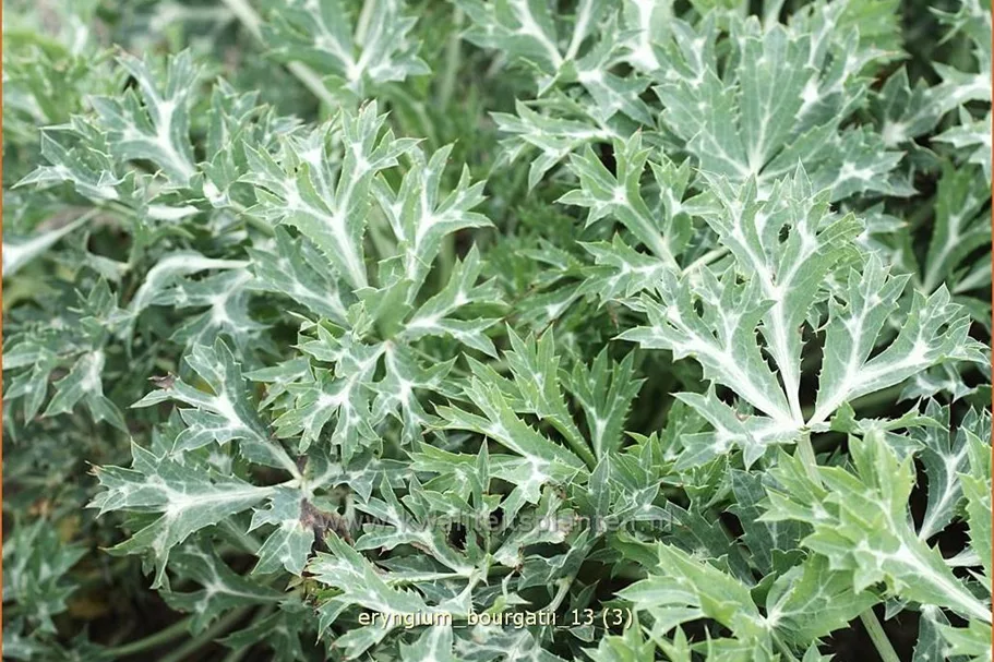 Eryngium bourgatii