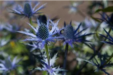 Eryngium bourgatii