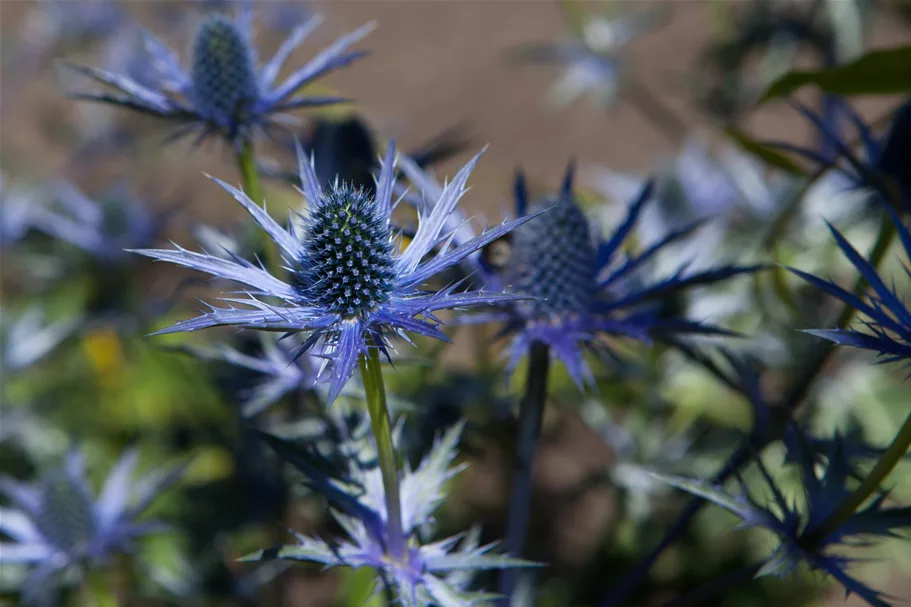 Eryngium bourgatii