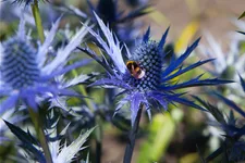 Eryngium bourgatii