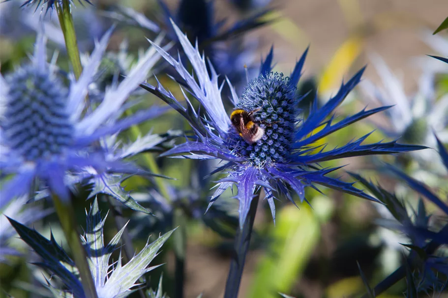 Eryngium bourgatii