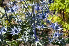 Eryngium bourgatii