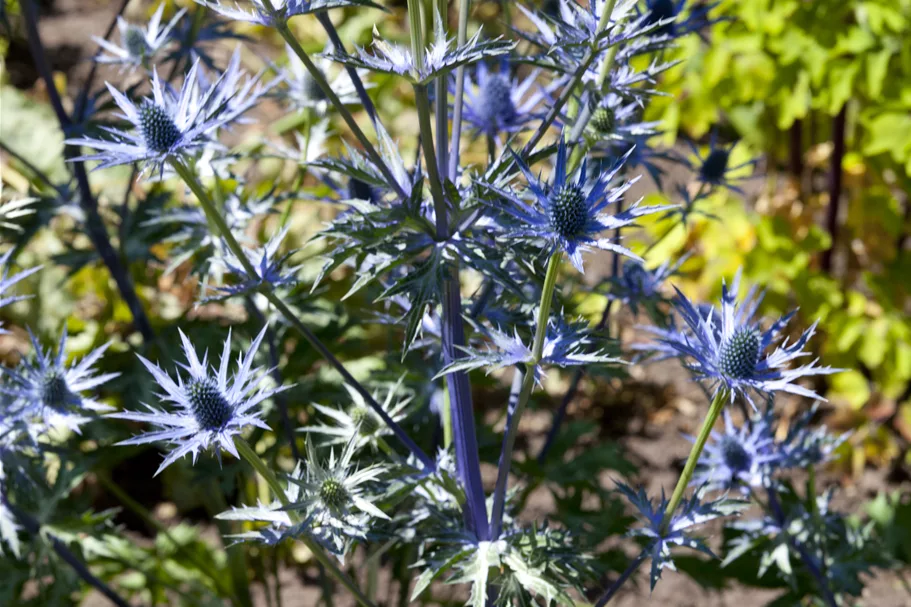 Eryngium bourgatii