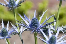 Eryngium bourgatii