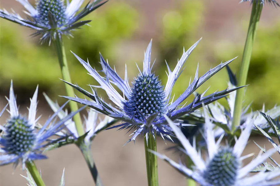 Eryngium bourgatii