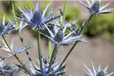 Eryngium bourgatii