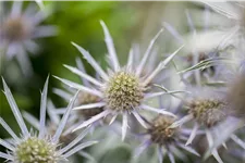 Eryngium bourgatii