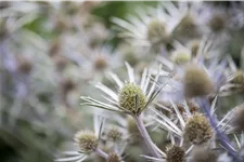 Eryngium bourgatii