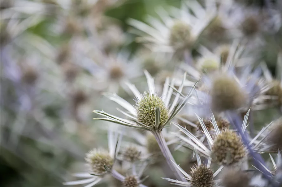 Eryngium bourgatii