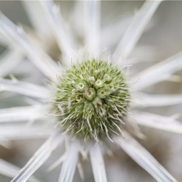 Eryngium bourgatii