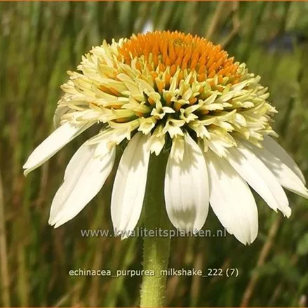 Echinacea purpurea 'Milkshake'®
