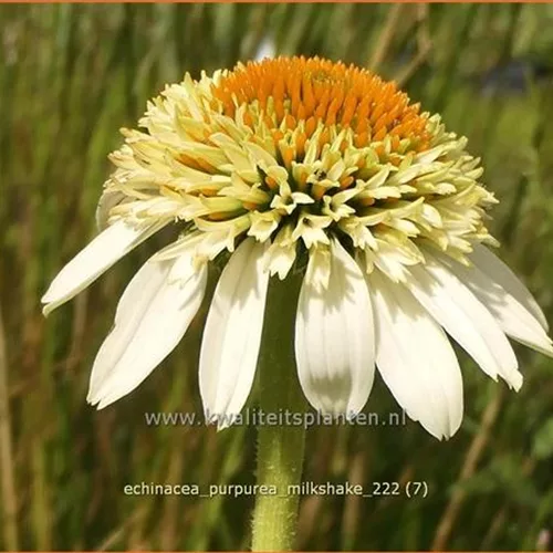 Echinacea purpurea 'Milkshake'®
