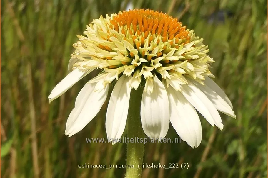 Echinacea purpurea 'Milkshake'®