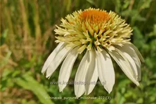 Echinacea purpurea 'Milkshake'®