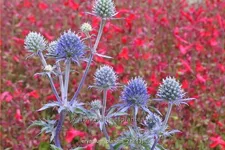 Eryngium planum