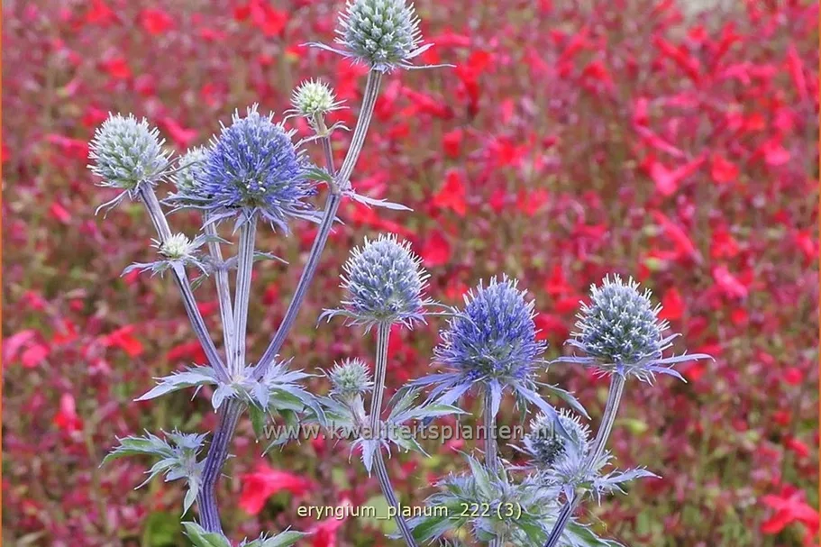 Eryngium planum