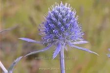Eryngium planum