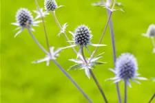 Eryngium planum