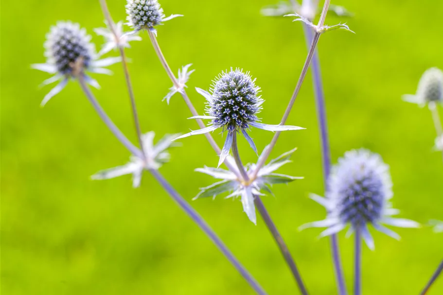 Eryngium planum
