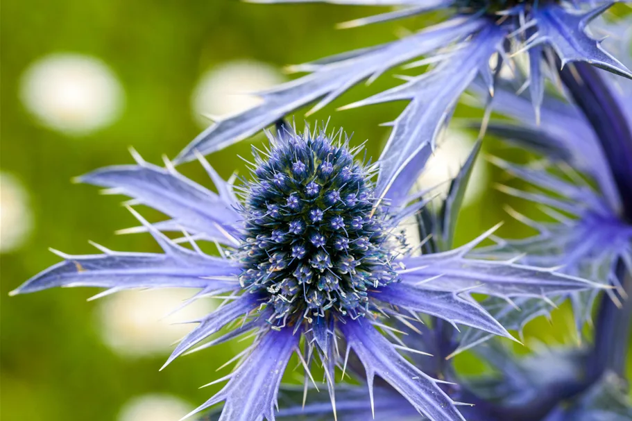Eryngium planum