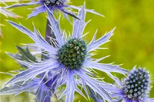 Eryngium planum