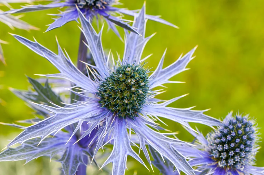 Eryngium planum