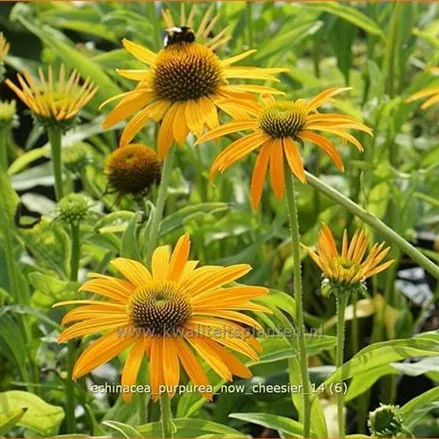 Echinacea purpurea 'Now Cheesier'