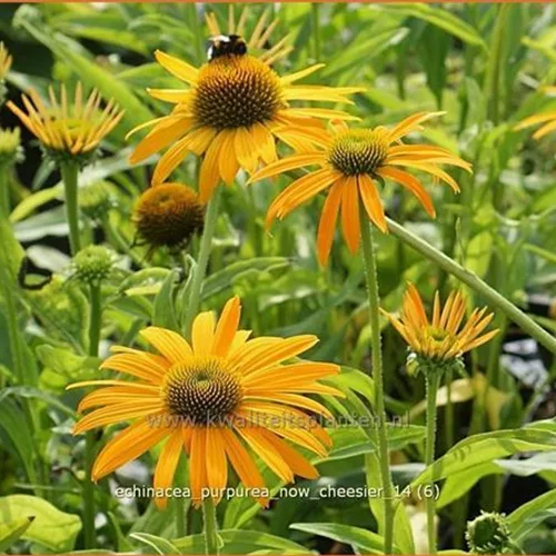 Echinacea purpurea 'Now Cheesier'