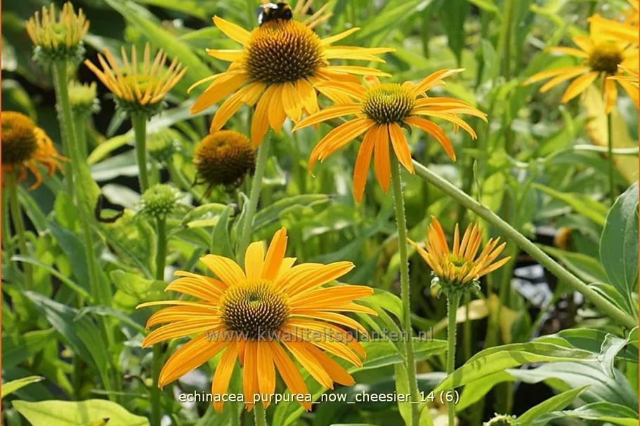 Echinacea purpurea 'Now Cheesier'