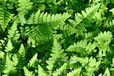 Dryopteris cristata