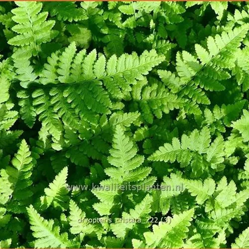 Dryopteris cristata