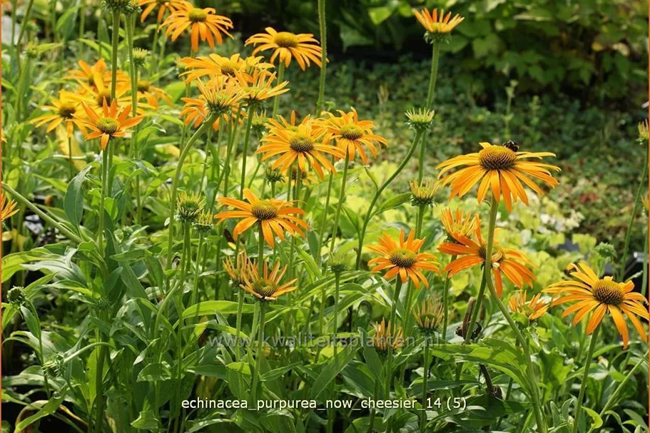 Echinacea purpurea 'Now Cheesier'