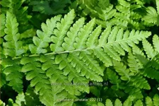 Dryopteris cristata