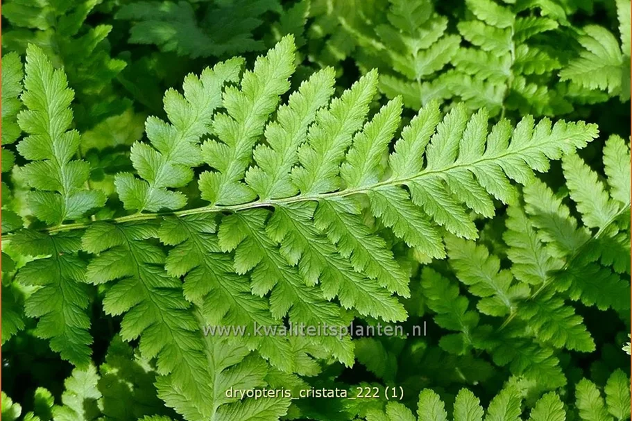 Dryopteris cristata
