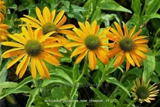 Echinacea purpurea 'Now Cheesier'