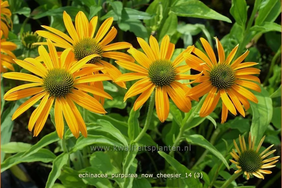 Echinacea purpurea 'Now Cheesier'
