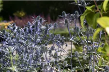 Eryngium planum
