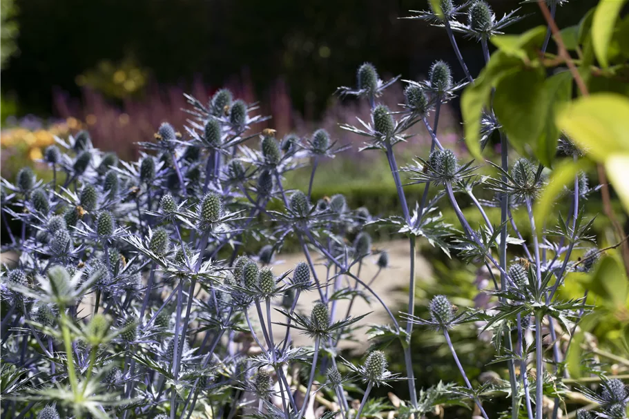 Eryngium planum