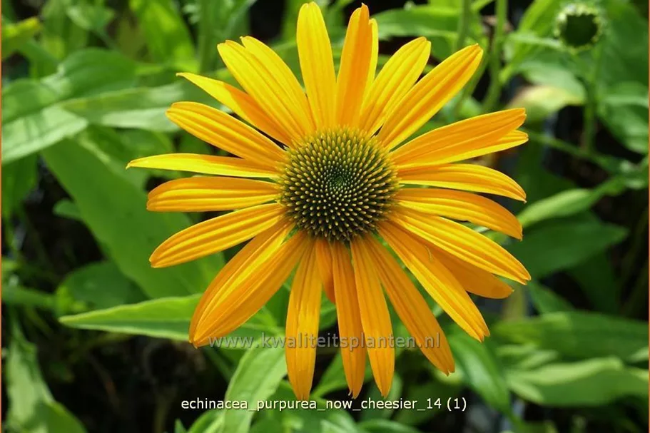 Echinacea purpurea 'Now Cheesier'