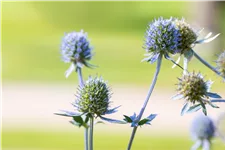 Eryngium planum