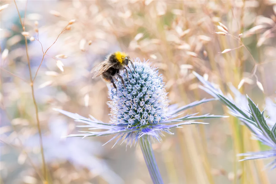 Eryngium planum